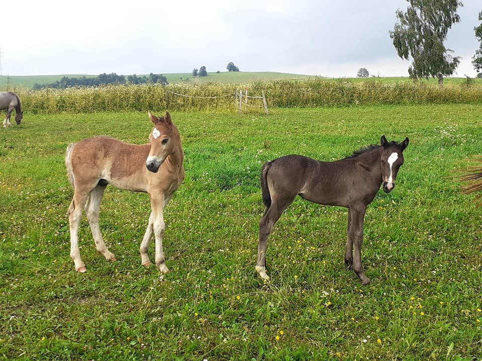 výlet do Hřebčína Pretoria Stud